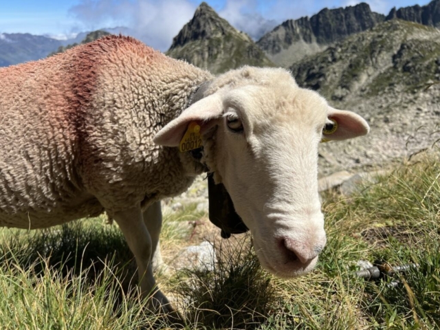 Brebis, Pyrénées, montagne