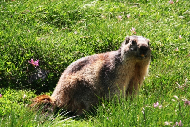 marmotte