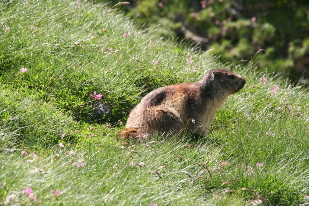 marmotte pyrenees montagne