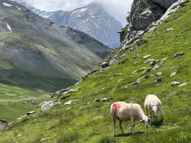 brebis pyrénées pastoral terroir